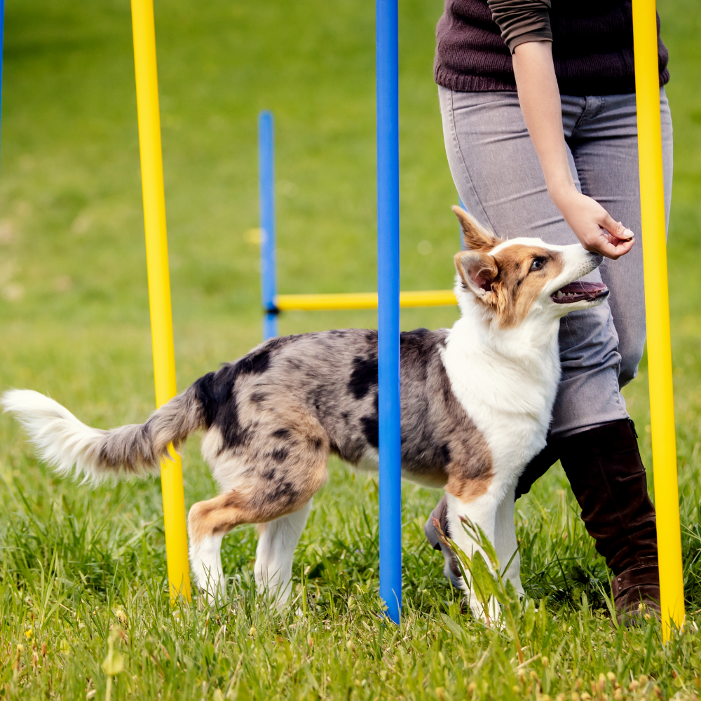 Topmast Agility Slalom – Set mit 6 Stangen