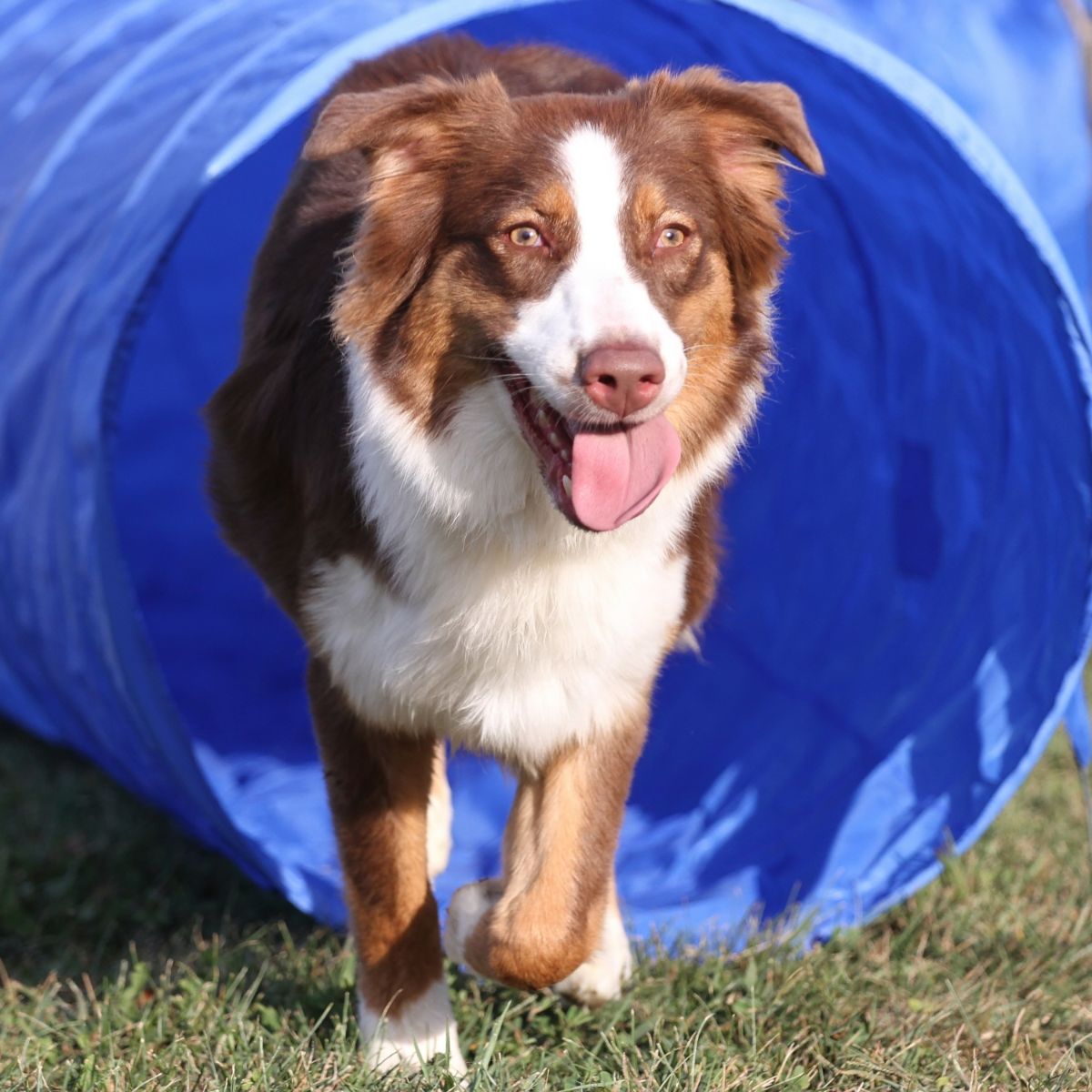 Topmast Agility Tunnel 5 Meter mit Tragetasche