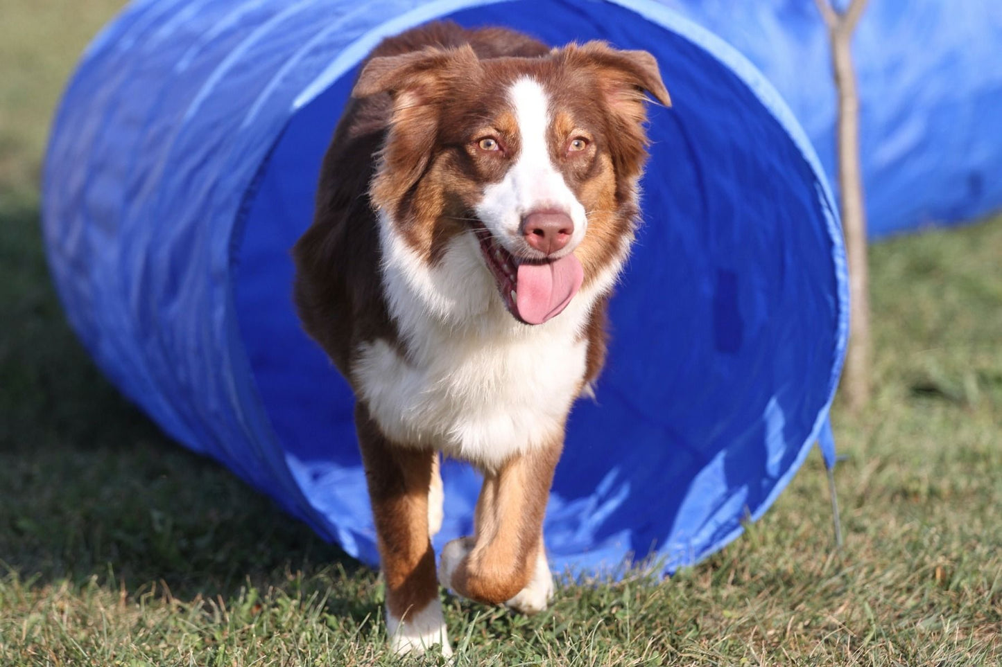 Topmast Agility Tunnel 5 Meter mit Tragetasche