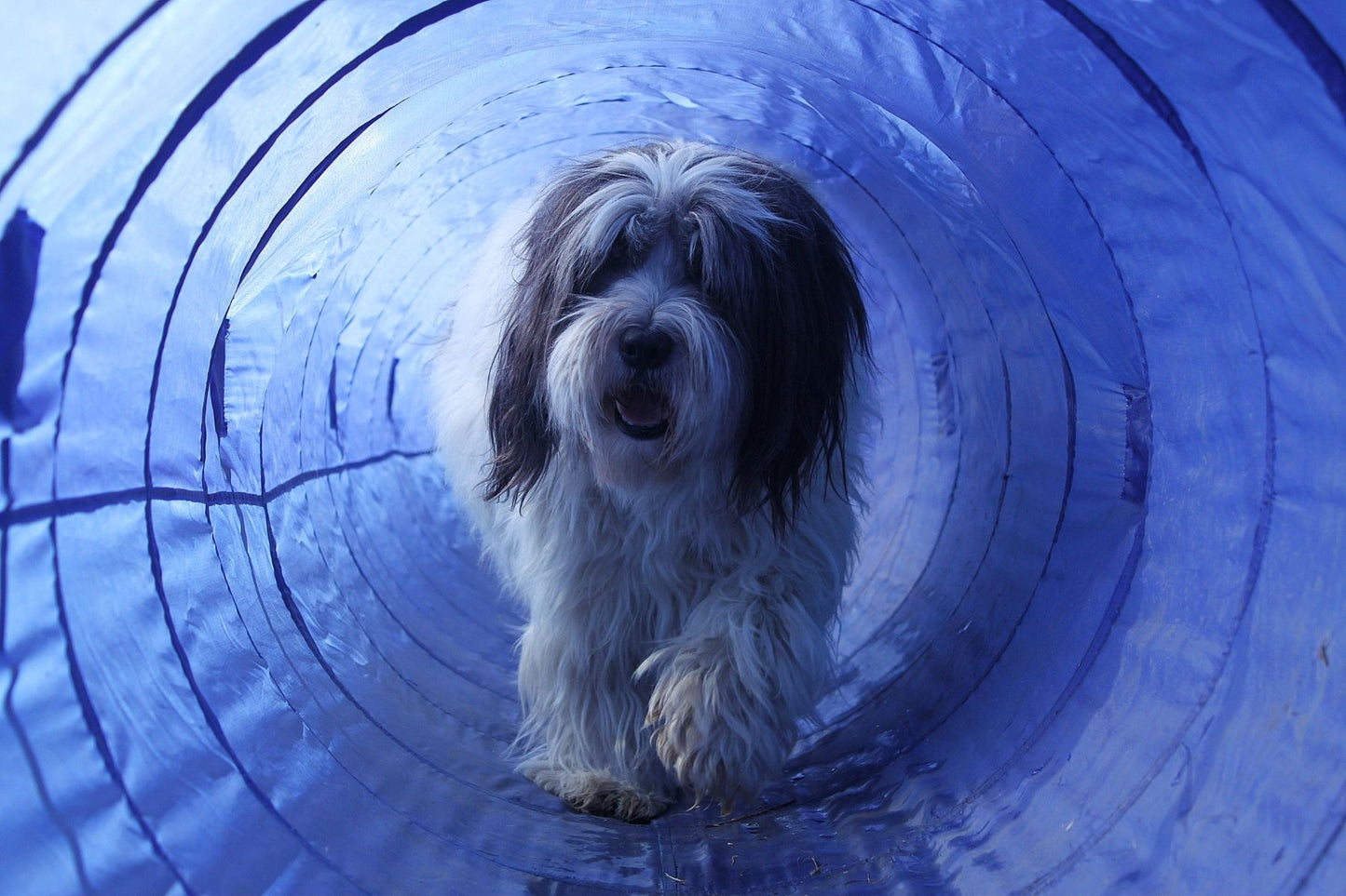 Topmast Agility Tunnel 5 Meter mit Tragetasche