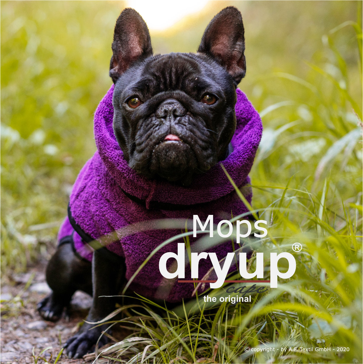 Mops Dryup Cape bilberry