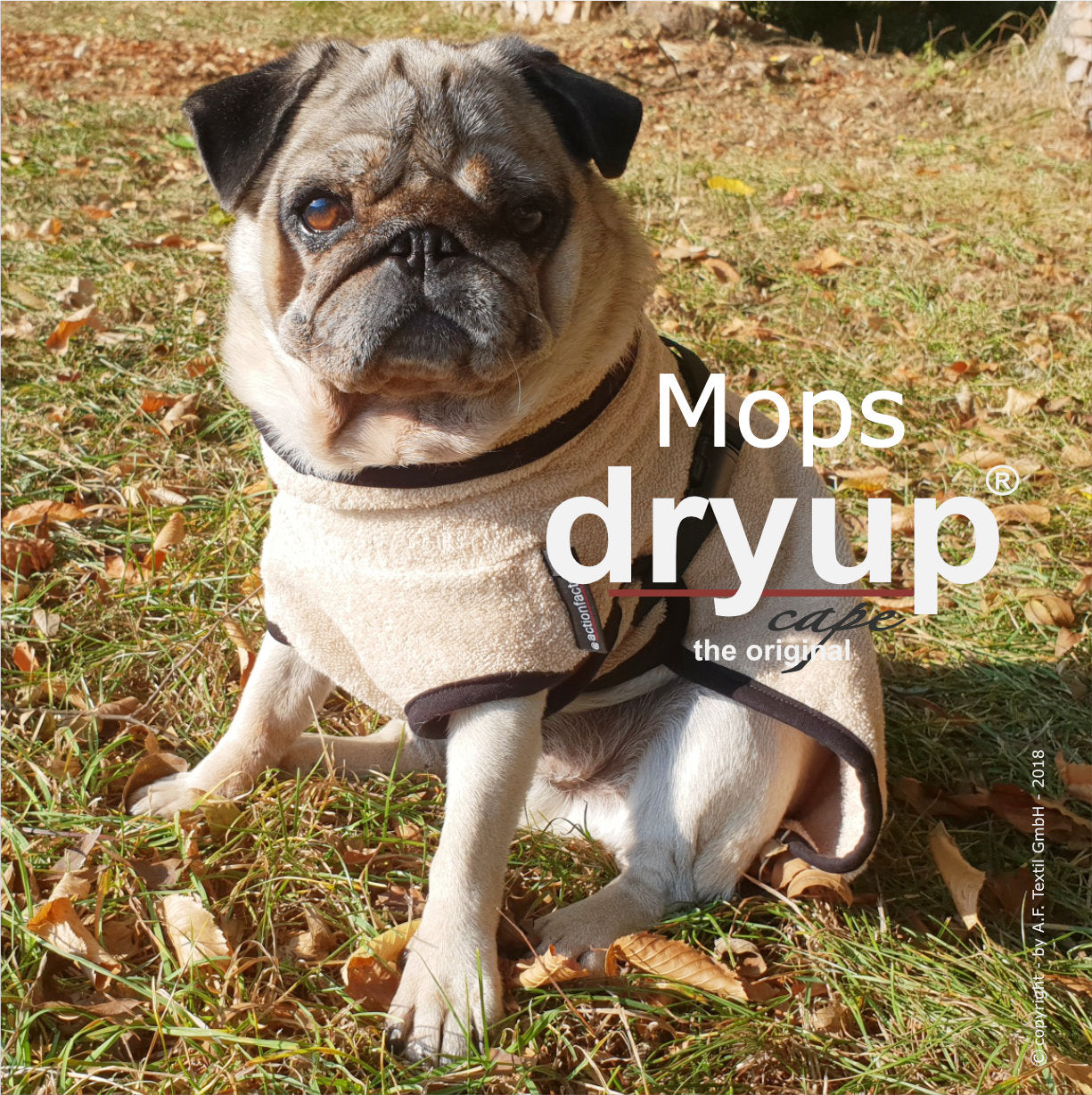 Mops Dryup Cape sand