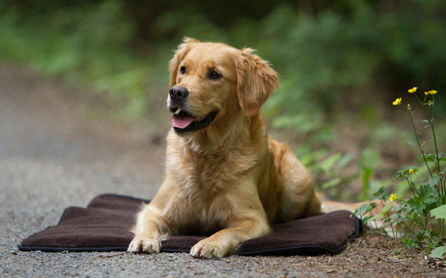 Warmup blanket „Basic“ ins:brown outs:black